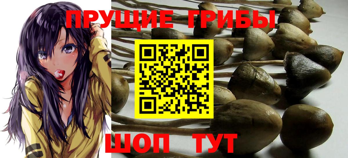 Псилоцибиновые грибы Cubensis Стрежевой